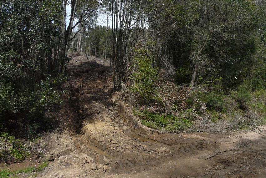 Salamandrine di Maremma